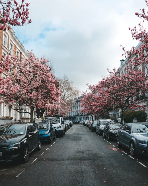 A residential street featuring a row of white Victorian-style terraced houses with decorative moldings and large windows on either side of a paved road. The street is lined with parked cars, including various small sedans and hatchbacks, with some partially visible behind trees and other vehicles. In the foreground, blooming pink cherry blossom trees with dense clusters of flowers extend their branches over the pavement, creating a canopy effect. To the left, there is a white van parked near the curb, which may be used during a home relocation process. The road appears slightly wet, suggesting recent rain, and the sky is partly cloudy with patches of blue visible. This scene, depicting a peaceful, tree-lined neighborhood, is relevant to house removals and furniture transport services, such as those provided by Removal Companies Kensington, supporting efficient packing and loading processes near Gloucester Road and Earls Court in Kensington.