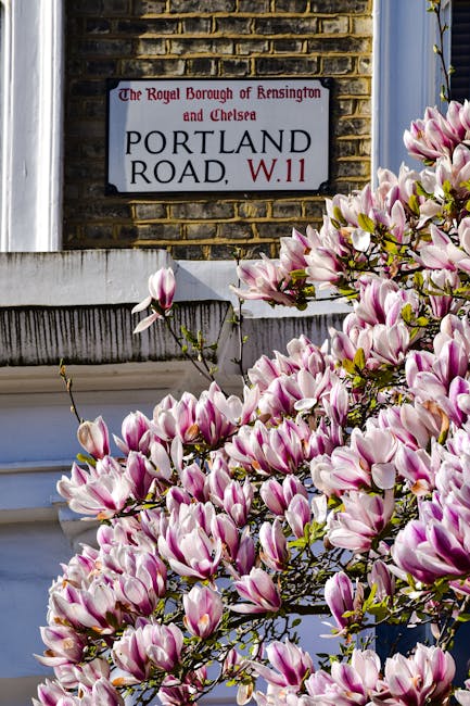 Close-up view of pink and white magnolia flowers in full bloom, positioned in front of a residential building's white window frame and brick facade. Behind the flowers, there is a house number sign for Portland Road, W.11, mounted on the brick wall, indicating the location within the Royal Borough of Kensington and Chelsea. The scene suggests a springtime setting with natural daylight illuminating the vibrant blossoms and the textured brickwork. The image is relevant to house removals and relocation services, illustrating the typical residential environment where professional removals, packing, and furniture transport may be carried out, particularly in the context of complying with local rules for bulky waste collection after Kensington removals.